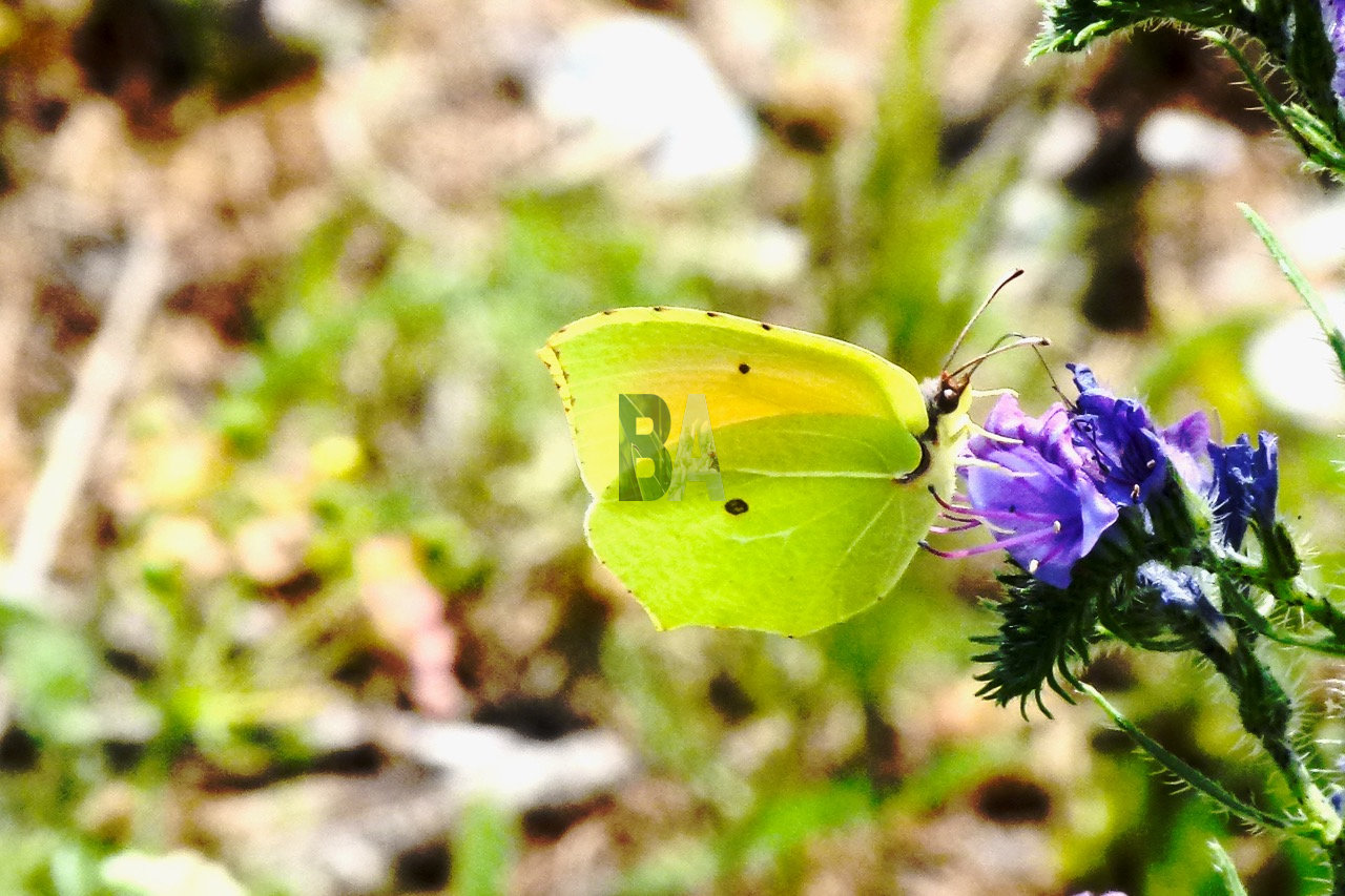 Papillon butine fleurs de Vipérine dans prairie altitude de montagne des Alpes du Sud