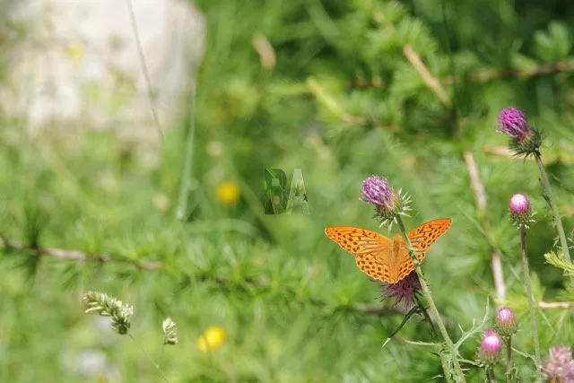 papillon orange prairie alpine