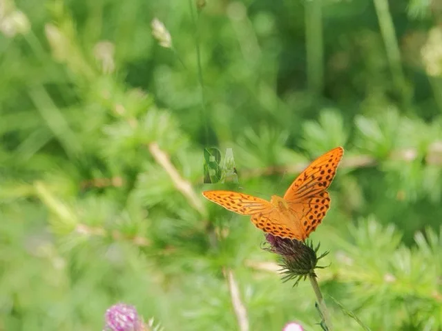 papillon orange