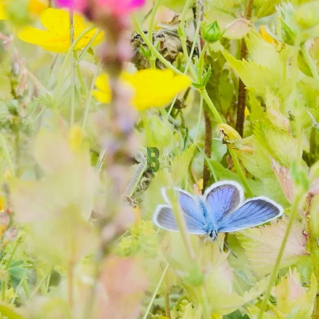 Papillon bleue en prairie alpine