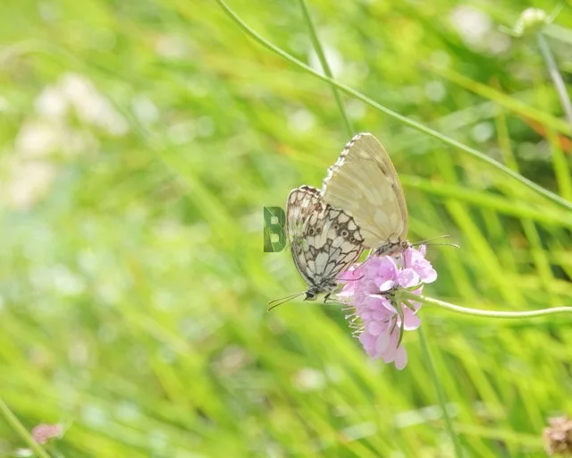 Papillon duo