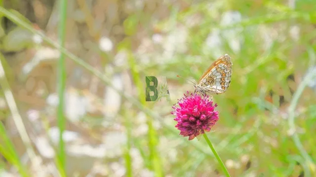 Papillon orange creme