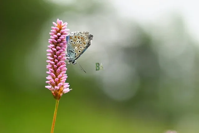 Papillon en prairie Alpine du Sud
