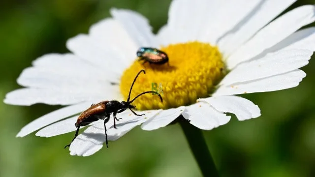 Insectes sur marguerite de prairie Alpine