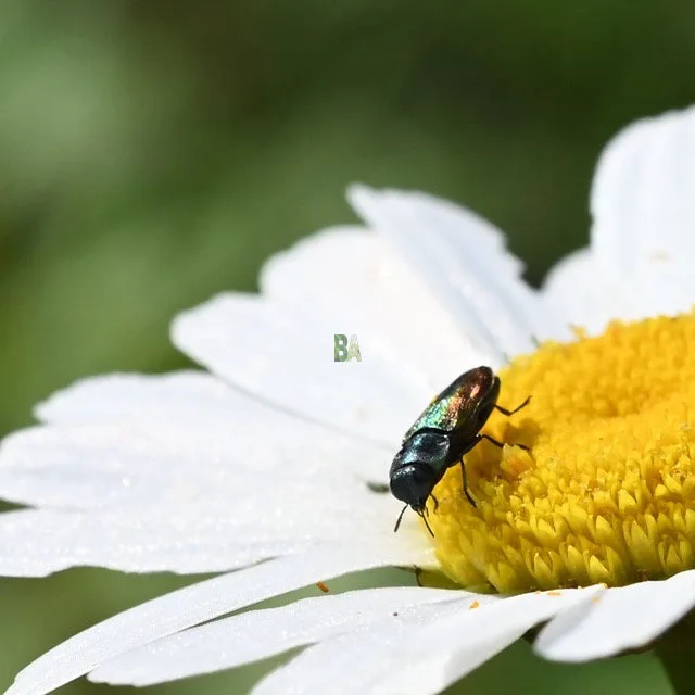 Marguerite Alpine en gros plan