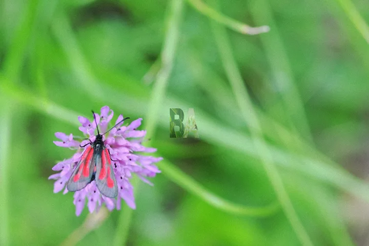 Insecte gendarme en gros plan dans l'herbe Alpine