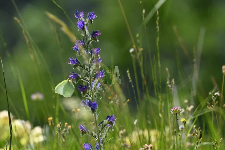 Papillon se nourrit sur des fleurs de prairie de montagne alpines