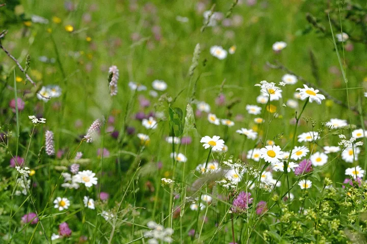 Fleurs de Marguerites dans une prairie Alpine
