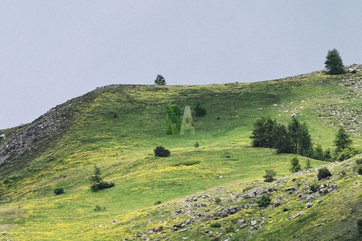 Tapis jaune de fleurs sur les flancs de la montagne au printemps dans les Alpes du Sud