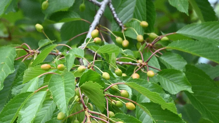 Cerises sauvages vertes en altitude