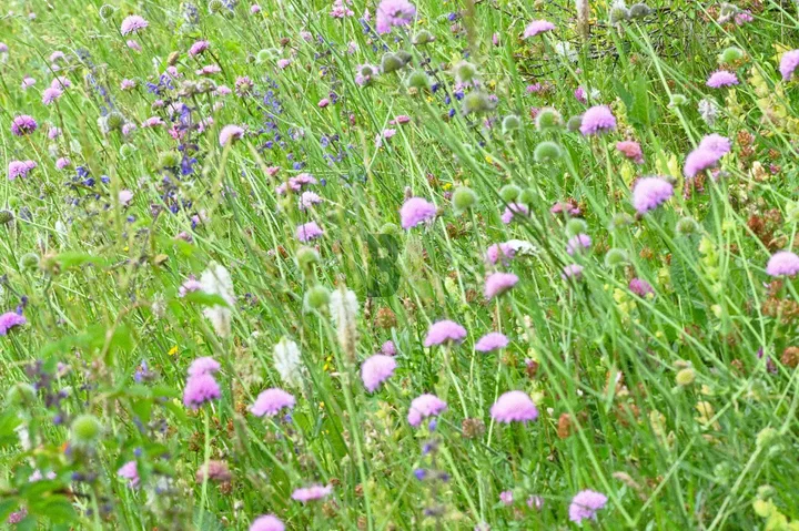 Prairie très fleurie au printemps dans les Alpes du Sud