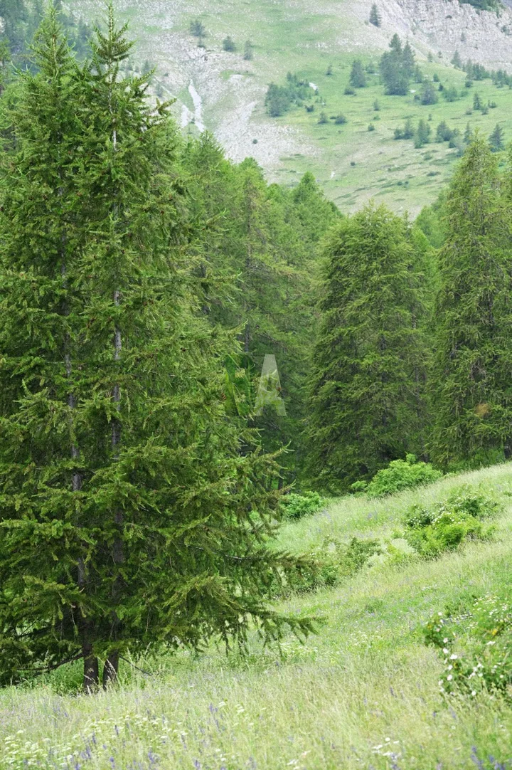 Forêt de Mélèze au printemps