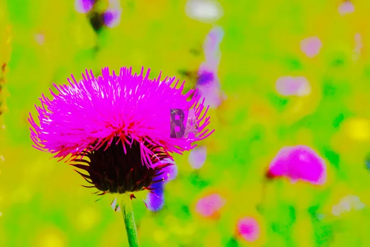 Chardon Marie coloré Fuchia dans une prairie Alpine au Printemps