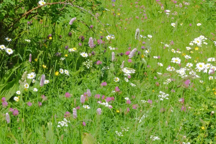Prairie des Alpes du Sud en fleurs