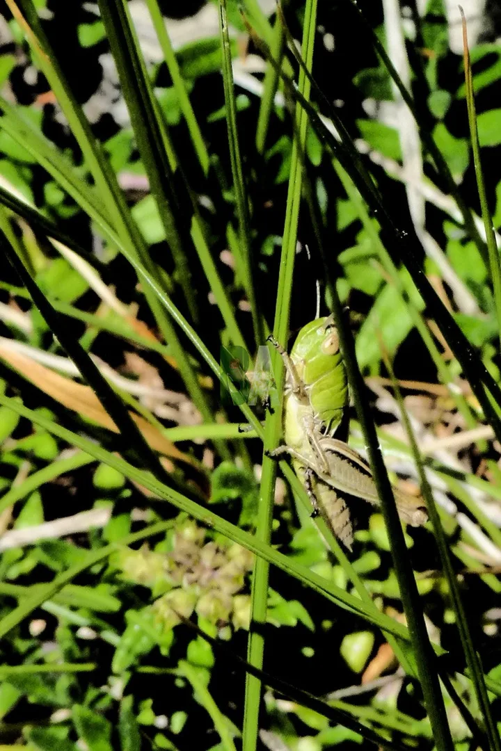 Sauterelle dans une prairie Alpine