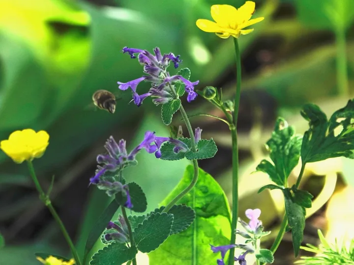 Abeille dans les herbes hautes de montagne