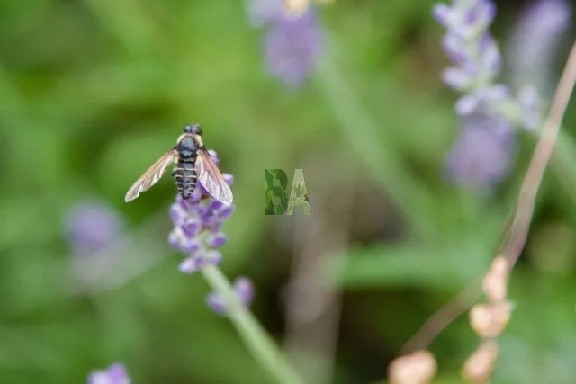 Abeille dans une prairie Alpine