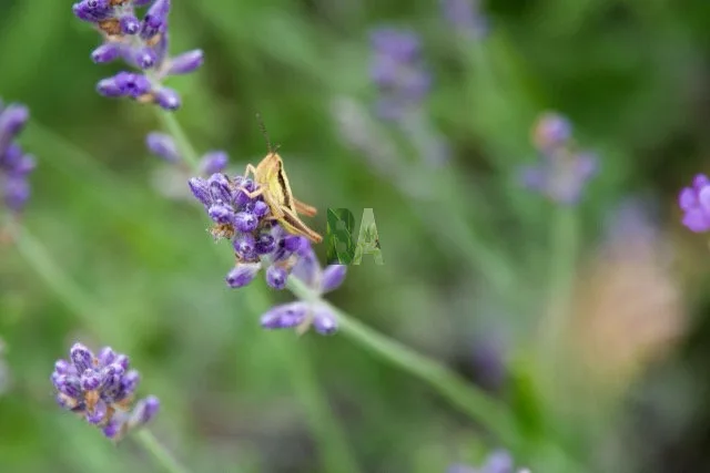 papillon