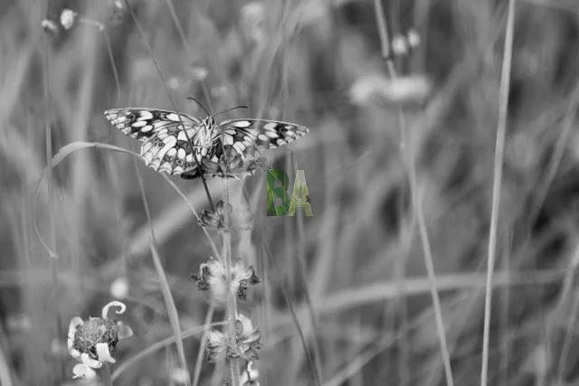 Papillon photo en noir et blanc