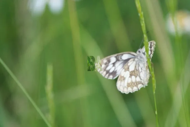 Parpalhon papillon sur brin d'herbe
