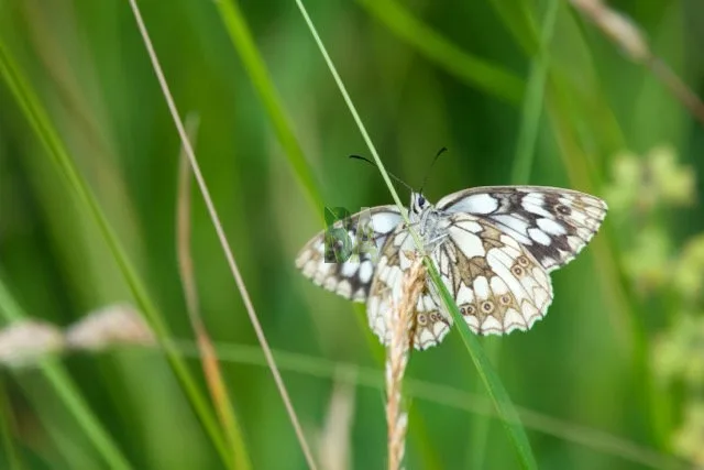 Papillon à robe grise