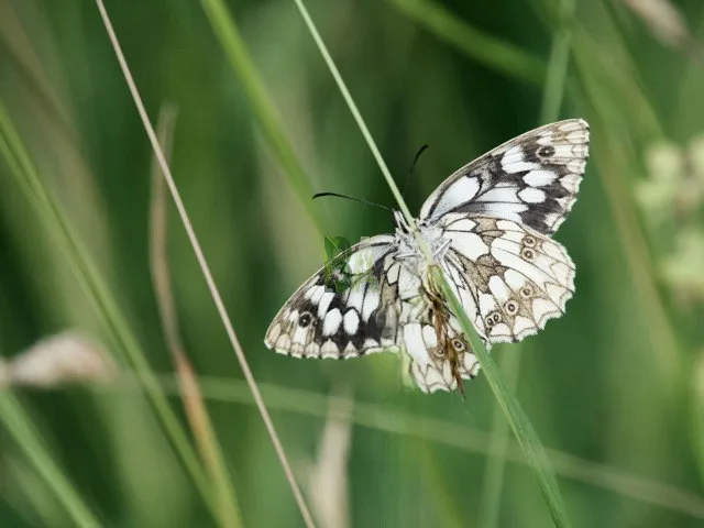 Papillon de montagne