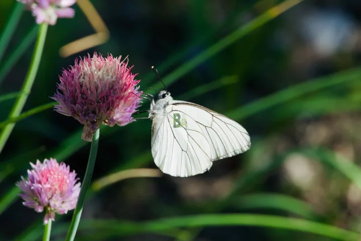 Papillon blanc