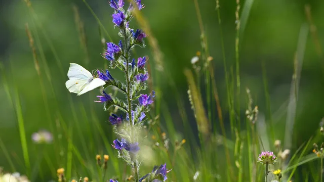 Papillon butinant les fleurs d'une Vipérine en montagne au printemps