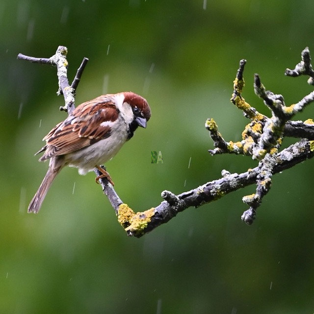 Moineau sous la pluie d'orage posé sur une branche de pommier