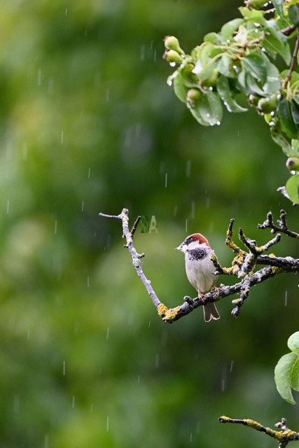 Moineau du potager sous la pluie du printemps perché sur une branche de pommier