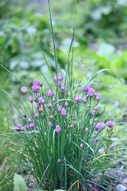 Ciboulette en fleurs du potager