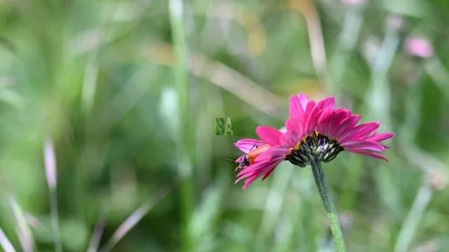 Fleurs du potager