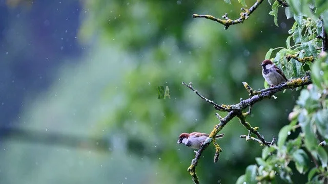 Deux moineaux sous la pluie du printemps au potager