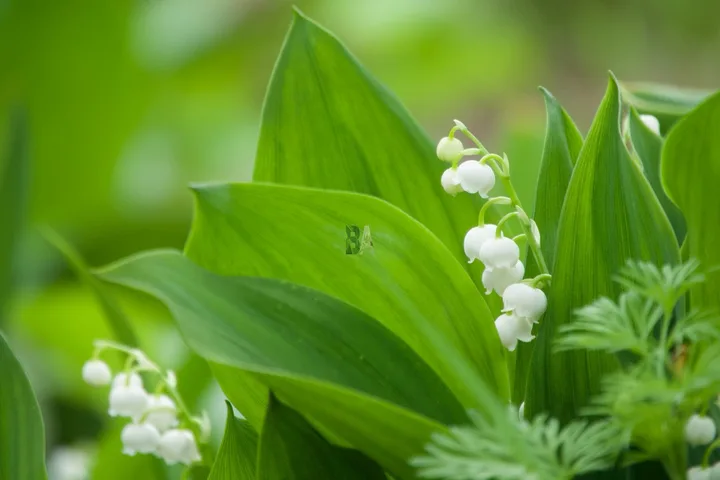 Muguet au potager