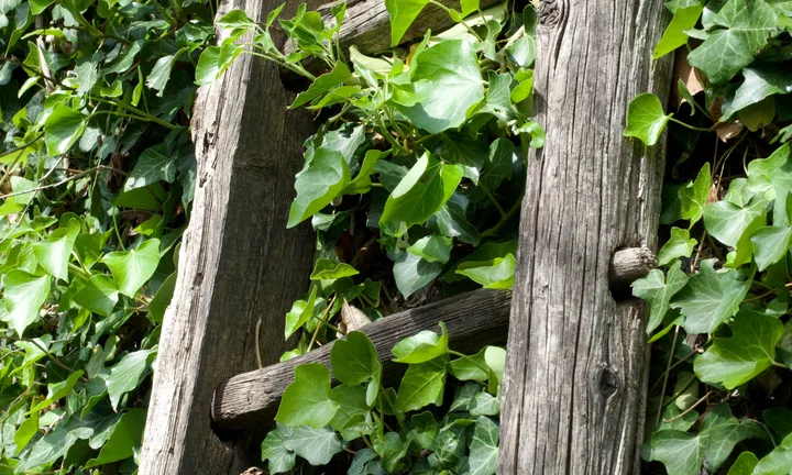 Echelle en bois du potager