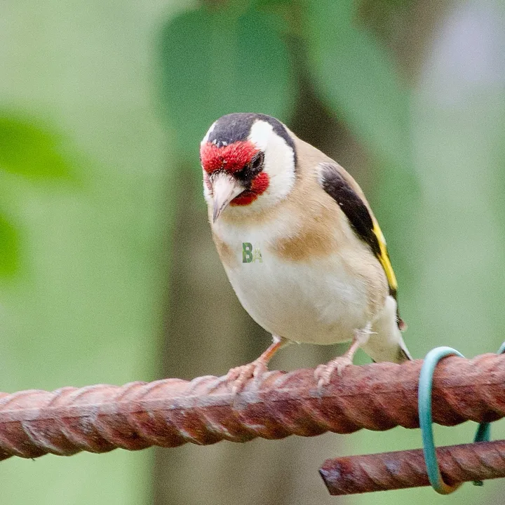 Chardonneret élégant au potager
