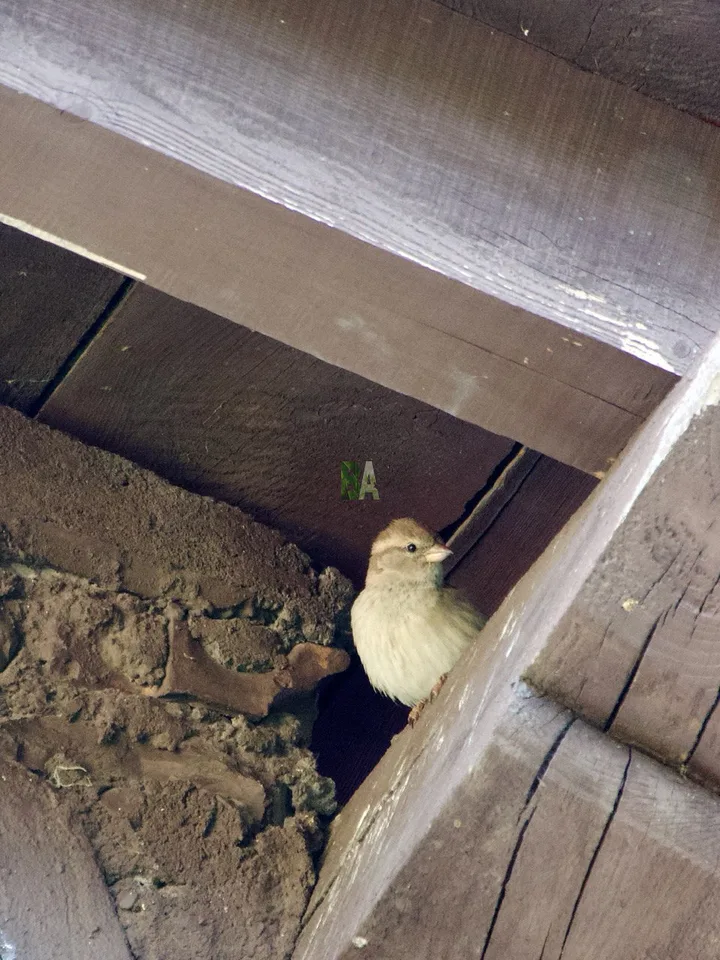 moineau perché sous une rive de toiture guette le potager