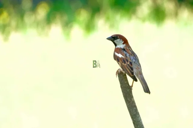 Moineau perché sur un tuteur du potager