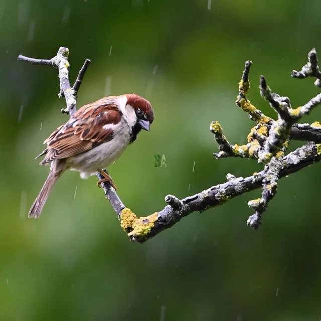 Moineau sous la pluie d'orage posé sur une branche de pommier