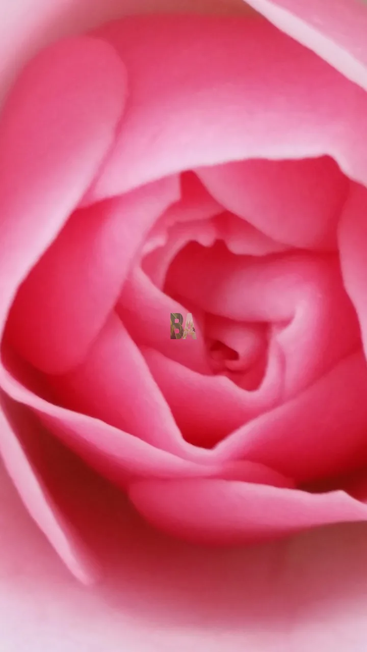 Coeur de rose très graphique superbe effeuillé comme si les pétales formaient un artichaut
