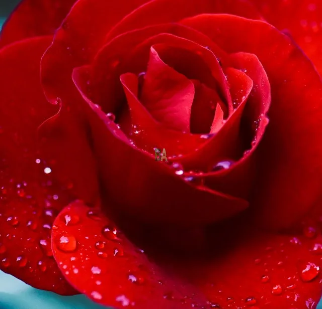 Coeur de rose rouge ouverte avec des perles de rosée