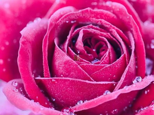 Bouton de Rose ouvert avec des gouttes d'eau