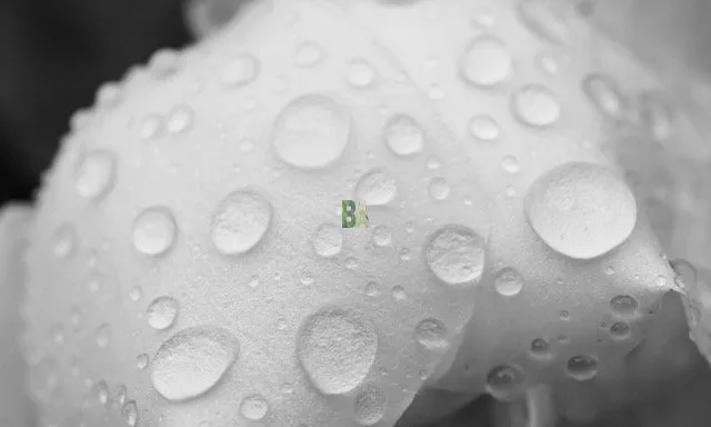 Pétale de Rose blanche courbée couverte de gouttes d'eau macrophotographie