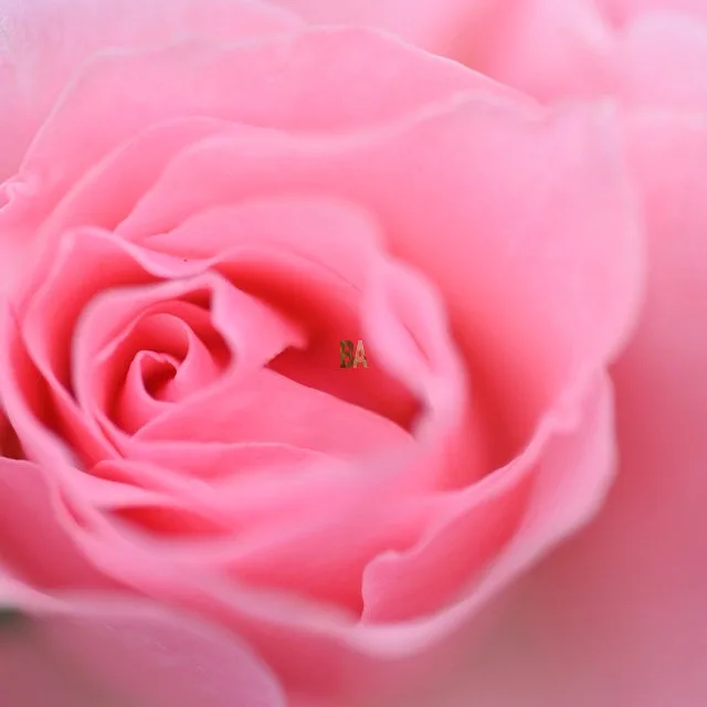 Coeur de Rose tendre et soyeux