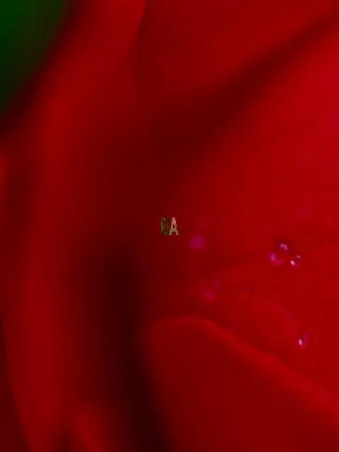 Photographie de magnifique flou de pétales de Rose rouge couverte de gouttes de rosée