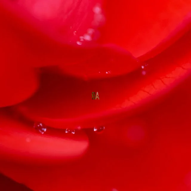 Lévres en pétales de Rose rouge couverte de perles de rosée