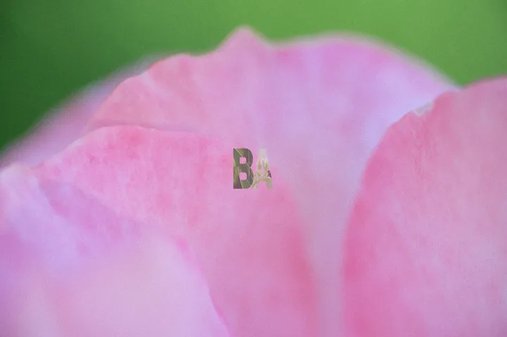 Pétales de Rose rose ouverte dont on voit les nervures