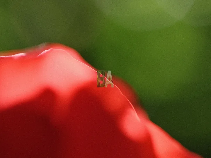 Levé du jour rayon de soleil au travers d'un pétale de Rose rouge
