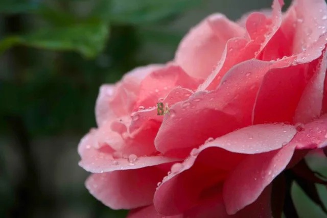 Coeur de rose ouverte couvert de gouttes d'eau en forme de perles