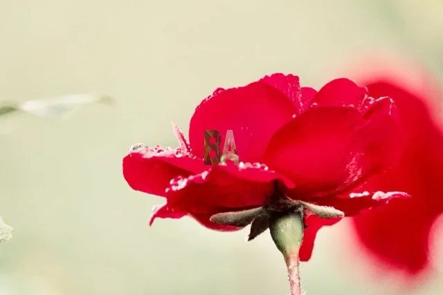 Rose rouge des jardins
